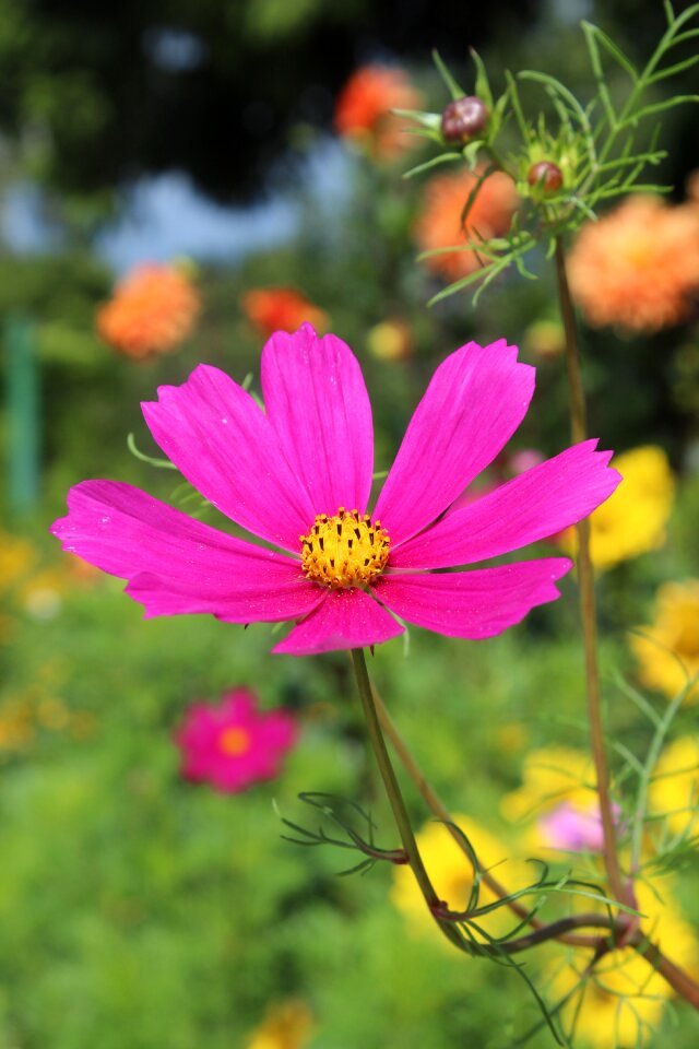 Bloom pink blossom photo