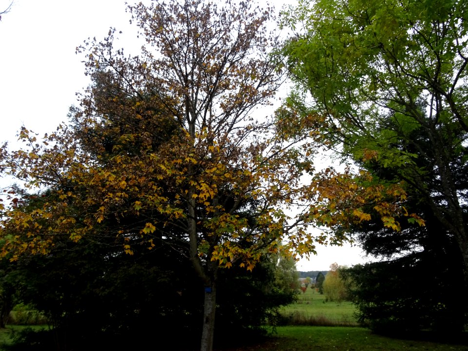 Erable sycomore 'Negenia', Acer pseudoplatanus 'Negenia', … 