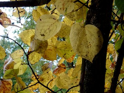 Tilleul de Crimée, Tilia * Euchlora = Tilia cordata * Tili… 