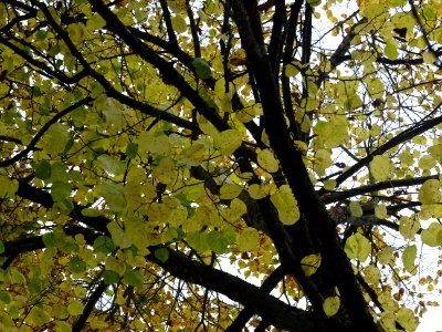 Tilleul de Crimée, Tilia * Euchlora = Tilia cordata * Tili… 