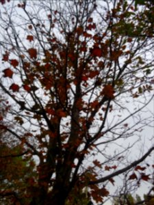 Erable pourpre, Acer platanoides 'Schwedleri', Acéracées, … 