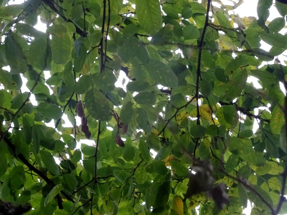Robinier faux-acacia, Robinia pseudoacacia 'Bessoniana', F… 