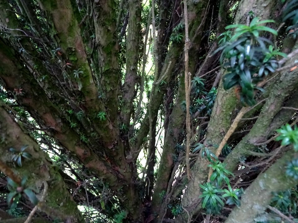 Branches de l' If commun fastigié, Taxus baccata 'Fastigia… 