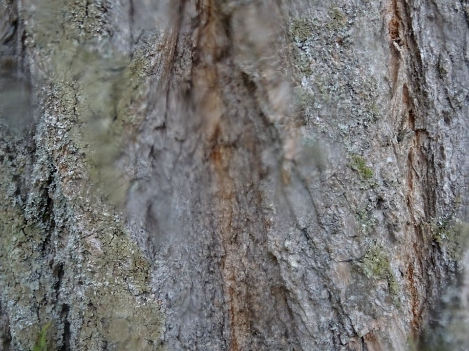 Ecorce du Robinier faux-acacia, Robinia pseudoacacia 'Bess… 