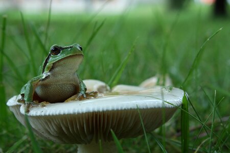 Green frog mushroom