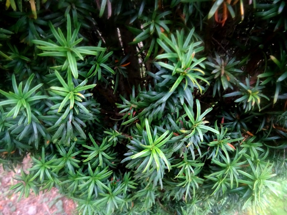 If commun fastigié, Taxus baccata 'Fastigiata', Taxodiacée… 