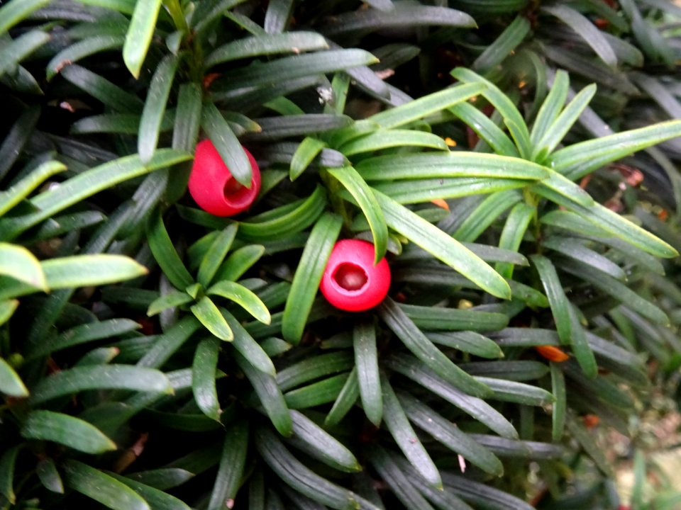 Arilles de l' If commun fastigié, Taxus baccata 'Fastigiat… 