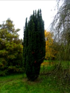 If commun fastigié, Taxus baccata 'Fastigiata', Taxodiacée… 