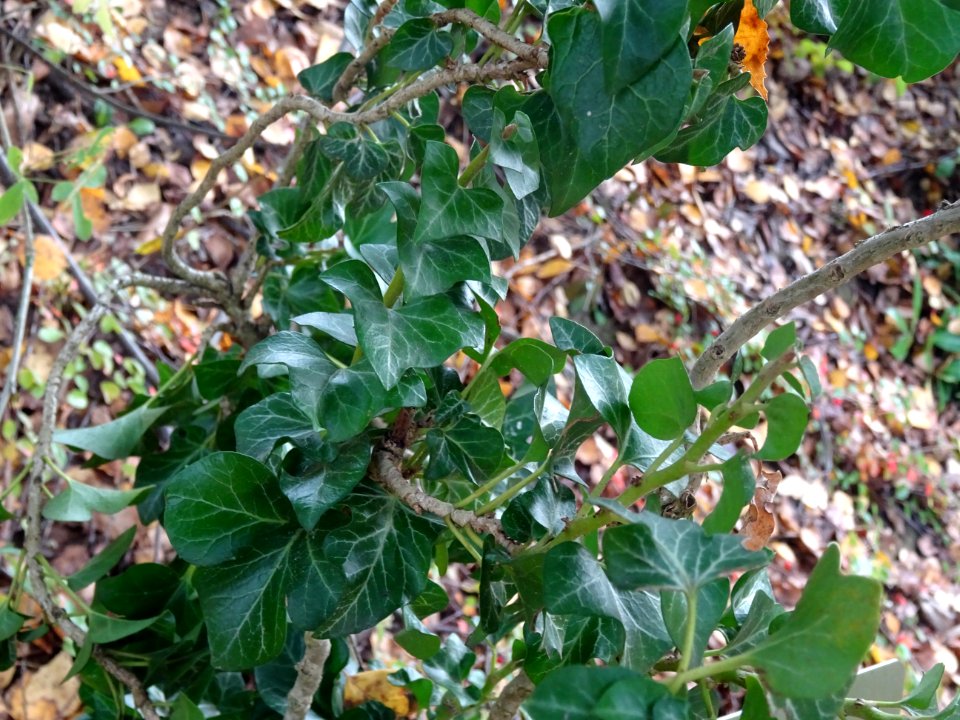Lierre grimpant, Hedera helix 'Conglomerata Erecta', Arali… 