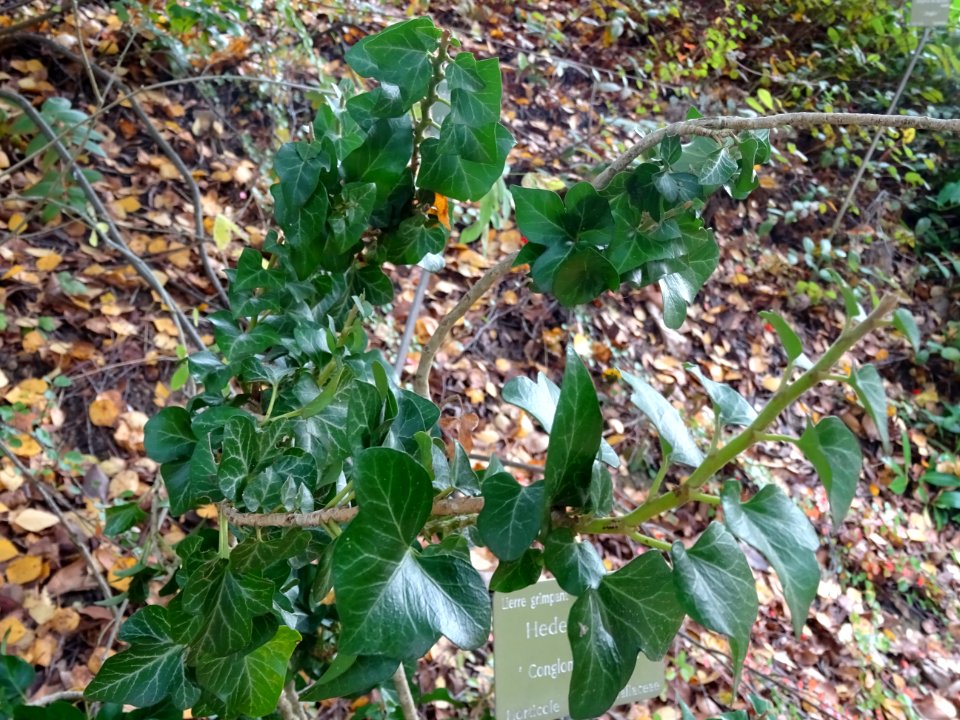 Lierre grimpant, Hedera helix 'Conglomerata Erecta', Arali… 