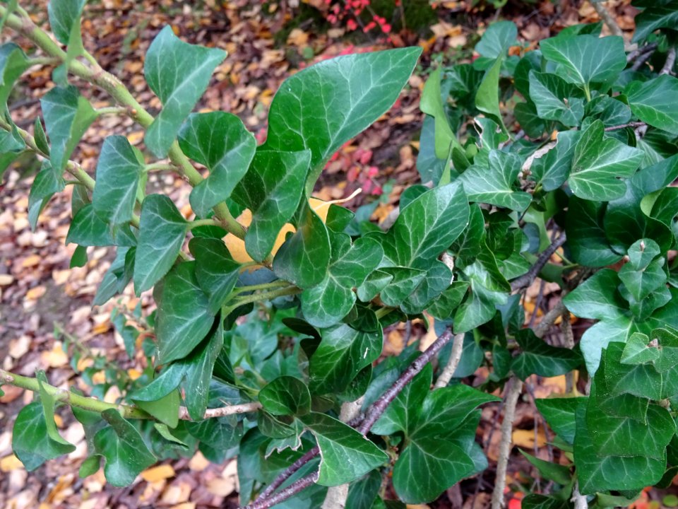 Lierre grimpant, Hedera helix 'Conglomerata Erecta', Arali… 