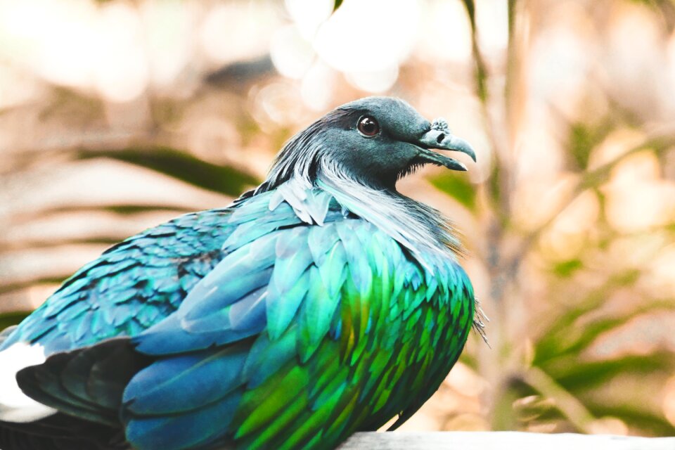 Nicobar feather animal