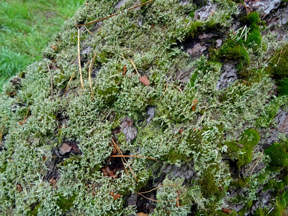 Mousses et lichens sur un tronc de Pin des Landes, Pinus p… 