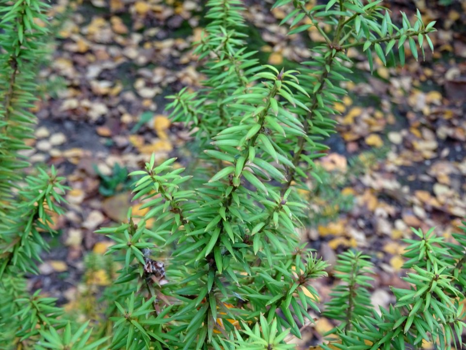 Prumnopitys en épis, Prumnopitys spicata, Podocarpacées, A… 