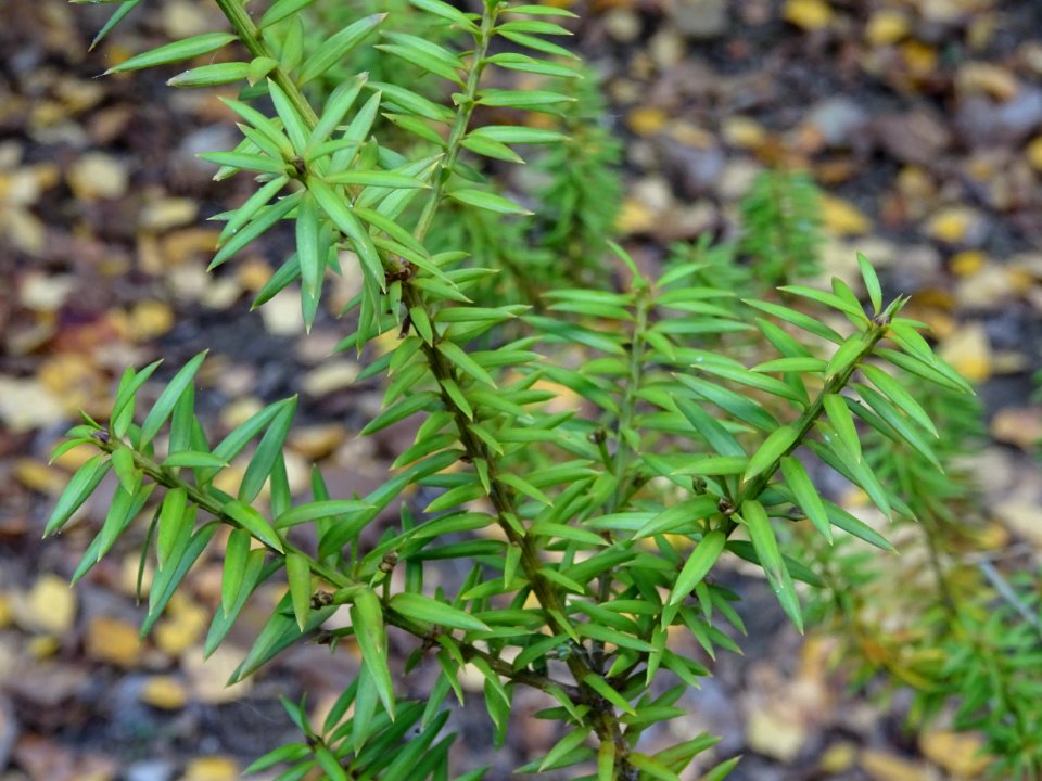 Prumnopitys en épis, Prumnopitys spicata, Podocarpacées, A… 