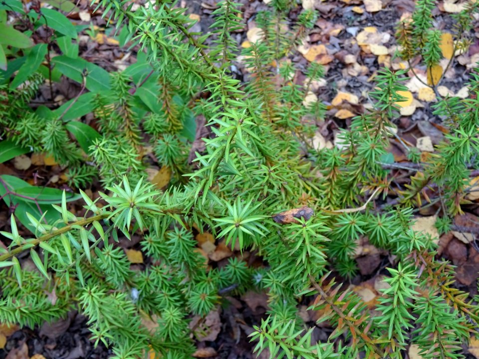 Prumnopitys en épis, Prumnopitys spicata, Podocarpacées, A… 