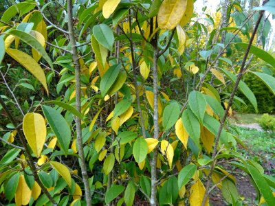 Sycopsis de Chine, Sycopsis sinensis, Hamamelidacées, Arbo… 