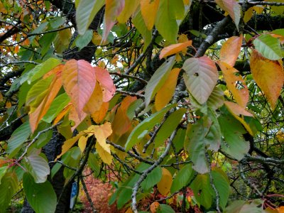 Cerisier à fleurs du Japon, Prunus serrulata 'Shirofugen',… 