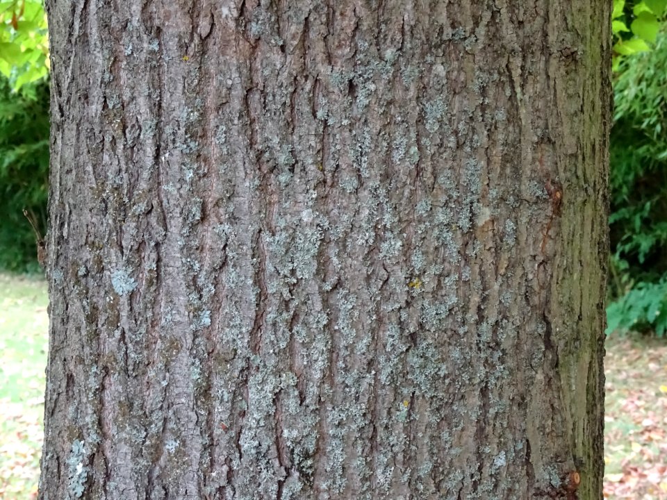 Tronc du Tilleul à grandes feuilles, Tilia platyphyllos, T… 