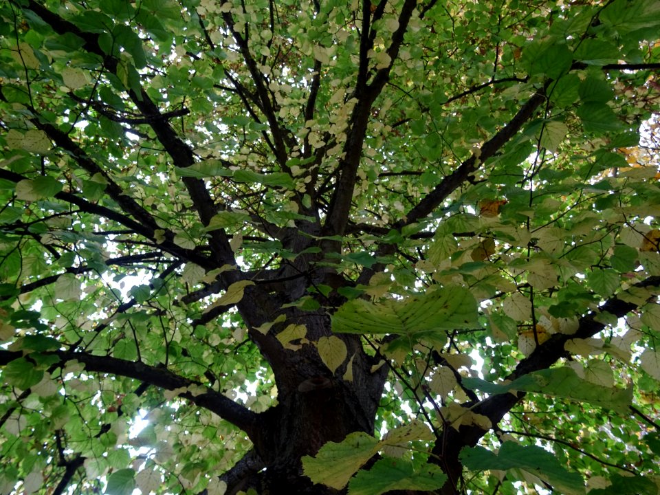 Tronc et branches du Tilleul à grandes feuilles, Tilia pla… 