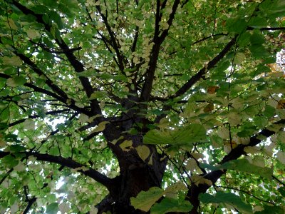 Tronc et branches du Tilleul à grandes feuilles, Tilia pla… 