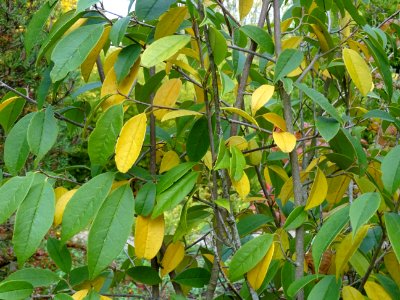 Sycopsis de Chine, Sycopsis sinensis, Hamamelidacées, Arbo… 