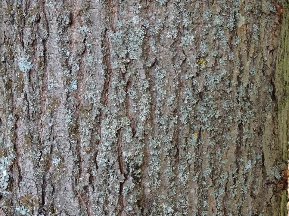 Ecorce du Tilleul à grandes feuilles, Tilia platyphyllos, … 