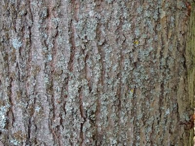 Ecorce du Tilleul à grandes feuilles, Tilia platyphyllos, … 