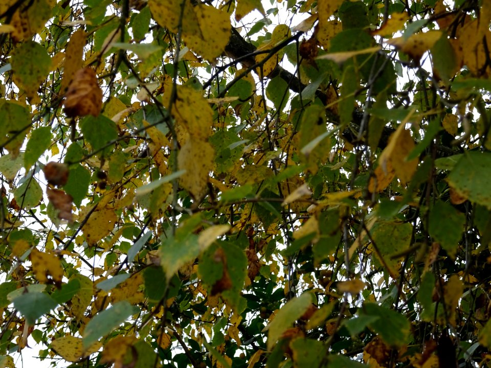 Bouleau verruqueux, Betula pendula, Betulacées, Arboretum … 