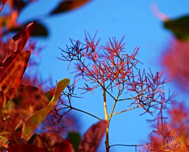 Impression bright bush