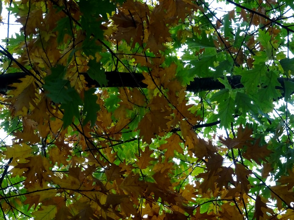 Chêne rouge d'Amérique, Quercus rubra ou Quercus borealis,… 
