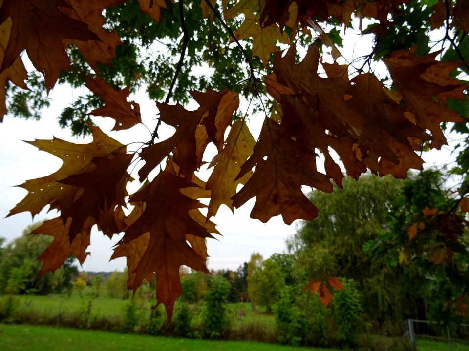 Chêne rouge d'Amérique, Quercus rubra ou Quercus borealis,… 
