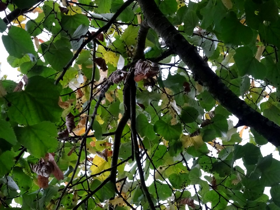 Tilleul hybride, Tilia * Orbicularis = Tilia * Euchlora*Ti… 