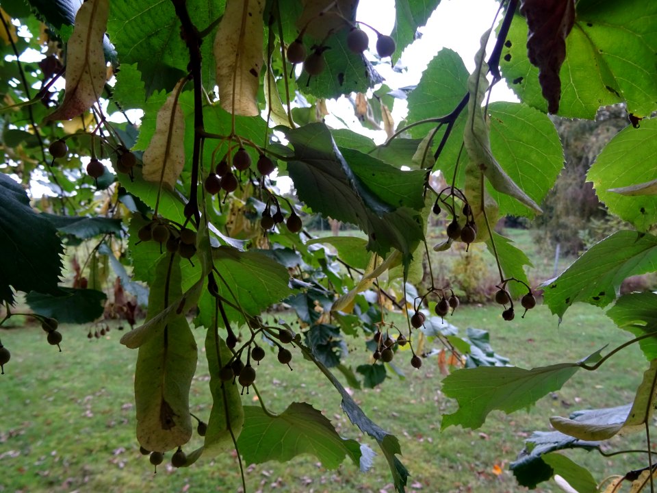 Tilleul hybride, Tilia * Orbicularis = Tilia * Euchlora*Ti… 