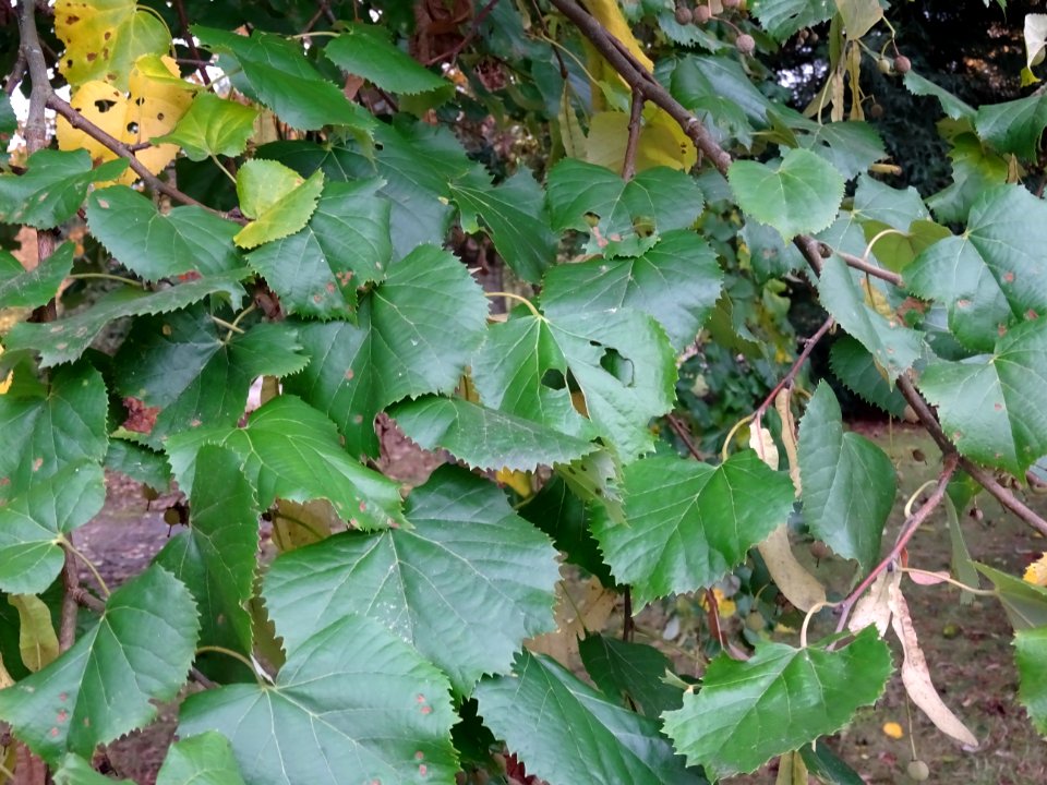 Tilleul hybride, Tilia * Orbicularis = Tilia * Euchlora*Ti… 