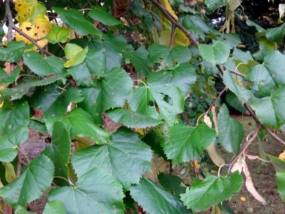Tilleul hybride, Tilia * Orbicularis = Tilia * Euchlora*Ti… 