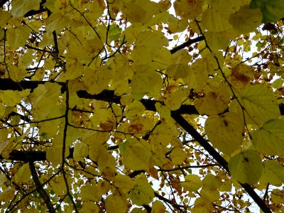 Tilleul de Crimée, Tilia * Euchlora = Tilia cordata * Tili… 