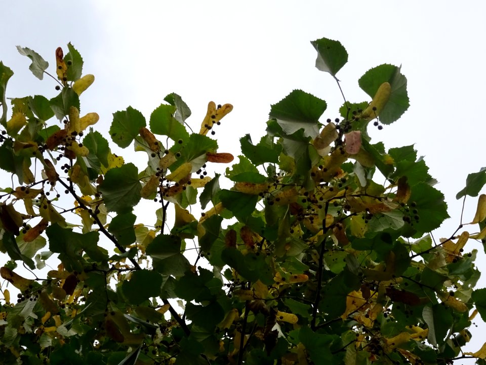 Tilleul hybride, Tilia * Orbicularis = Tilia * Euchlora*Ti… 