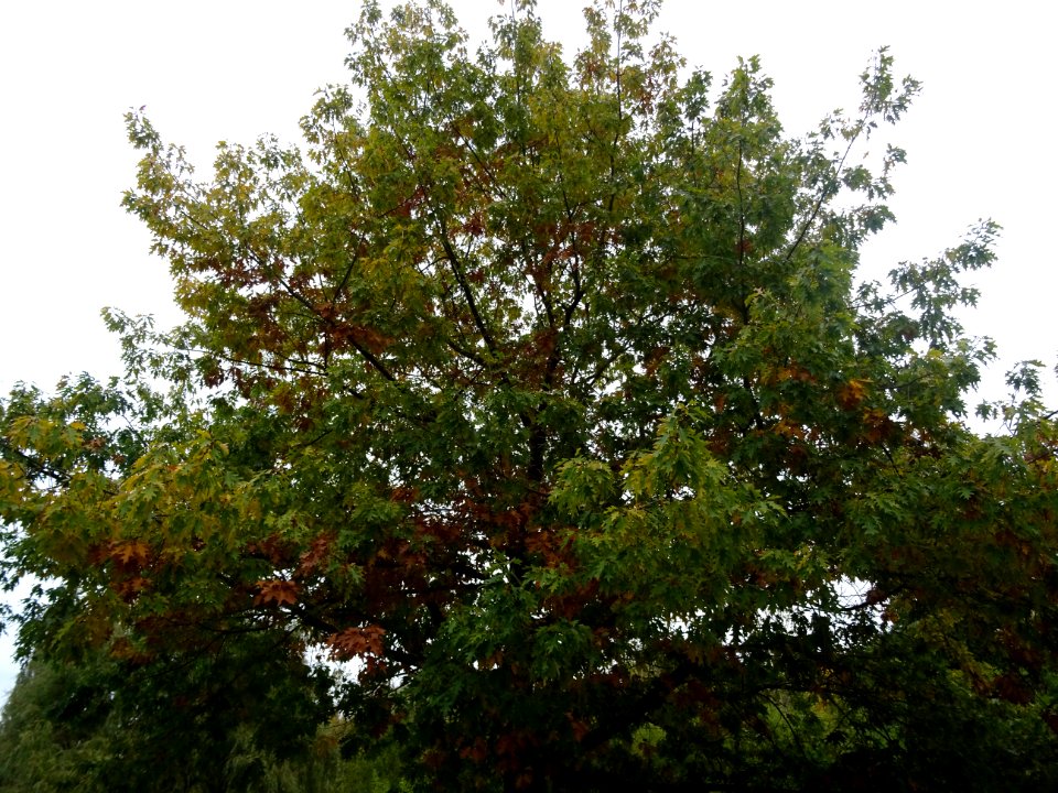 Chêne rouge d'Amérique, Quercus rubra ou Quercus borealis,… 