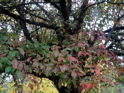 Pommier pourpre, Malus * purpurea 'Aldenhamensis', Rosacée… 