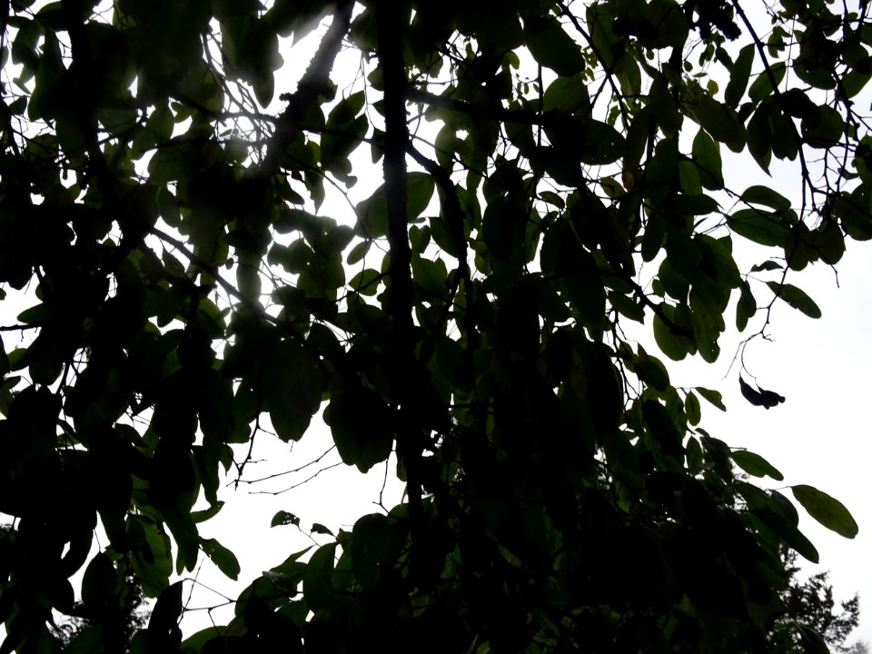 Robinier faux-acacia, Robinia pseudoacacia 'Bessoniana', F… 