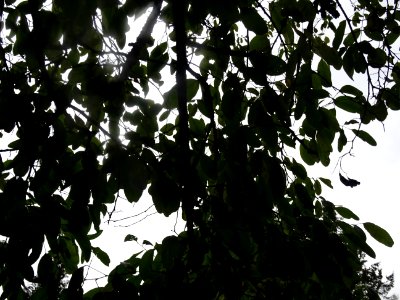 Robinier faux-acacia, Robinia pseudoacacia 'Bessoniana', F… 