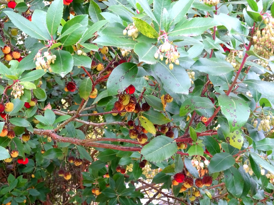 Arbousier hybride, Arbutus * andrachnoides ( A. unedo * A.… 