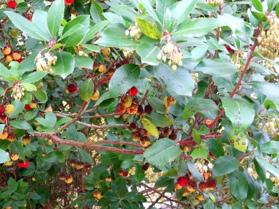 Arbousier hybride, Arbutus * andrachnoides ( A. unedo * A.… 