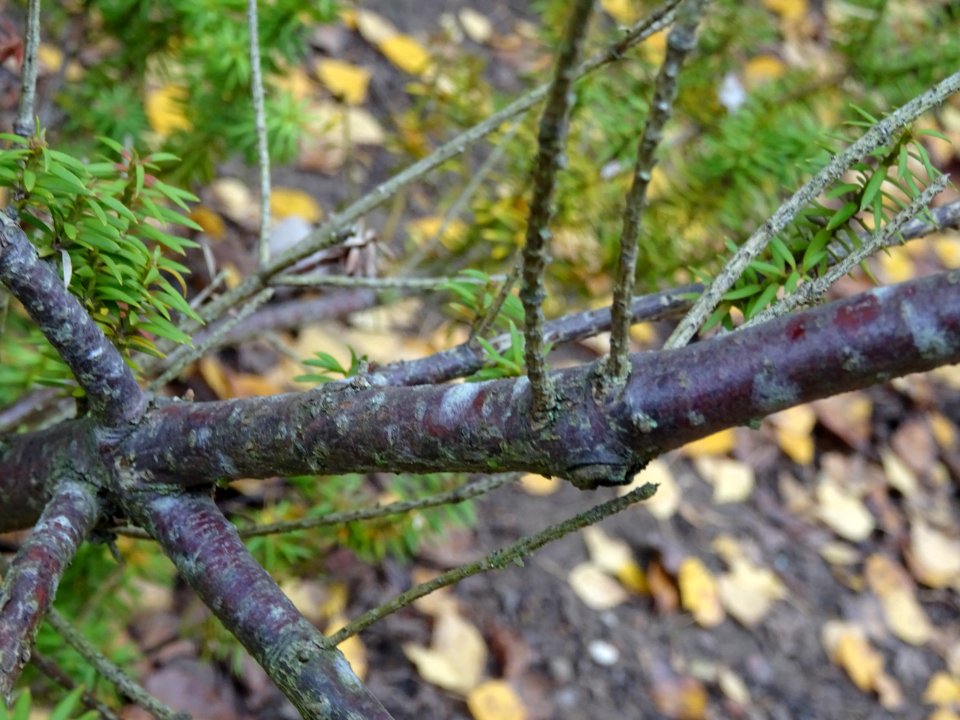 Branches du Prumnopitys en épis, Prumnopitys spicata, Podo… 