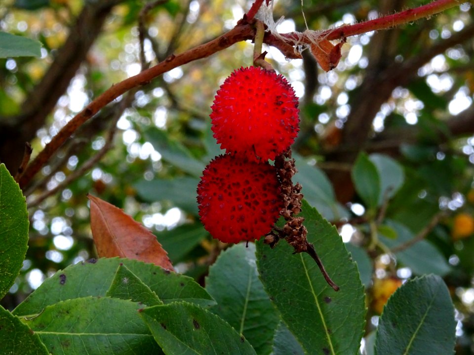 Arbousier hybride, Arbutus * andrachnoides ( A. unedo * A.… 