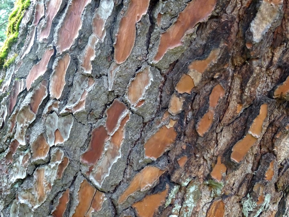Ecorce du Pin des Landes, Pinus pinaster, Pinacées, Arbore… 