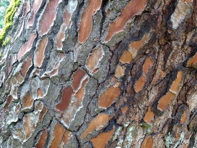 Ecorce du Pin des Landes, Pinus pinaster, Pinacées, Arbore… 