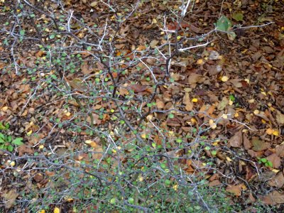 Corokie, Corokia cotoneaster, Argophyllacées, Arboretum de… 