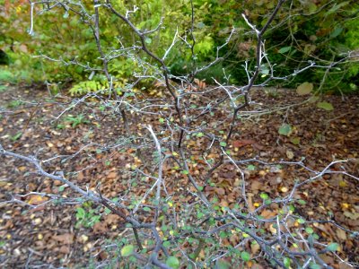 Corokie, Corokia cotoneaster, Argophyllacées, Arboretum de… 